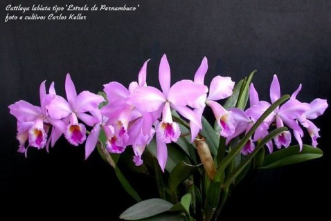 24) Cattleya labiata tipo 'Estrela de Pernambuco', 05 (ID) 2008