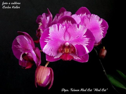 Phalaenopsis (Dtps.) Taiwan Red Cat 'Red Cat'. (Cultivo e foto: Carlos Keller - RJ)