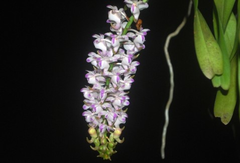 Aerides odorata