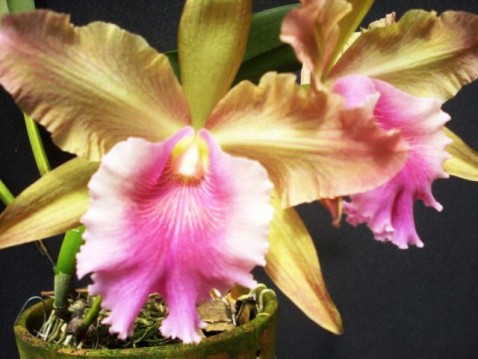 Blc. (Laelia tenebrosa x Bl. Toshie Aoki)