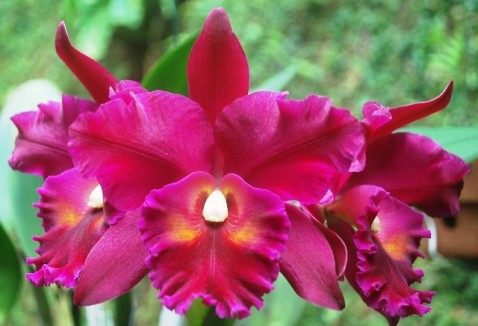 Blc. Nobile's Bruno Bruno x Raven Rock