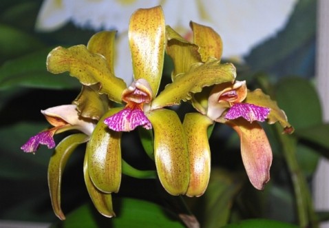 Cattleya granulosa