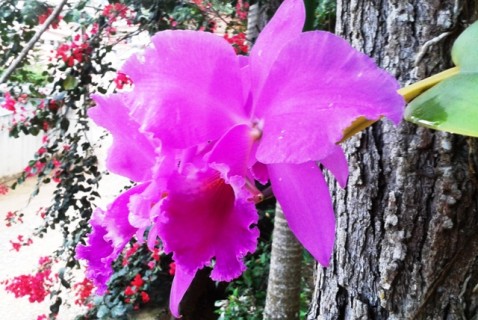 Cattleya labiata