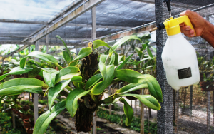 Nas plantas fixadas em estacas de madeira, basta usar o borrifador.