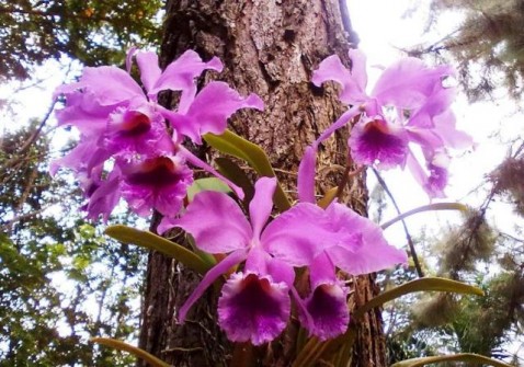 Cattleya labiata