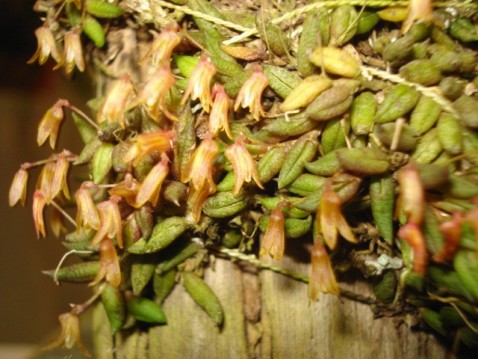 Acianthera aveniformis