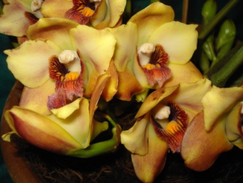 Bifrenaria harrisoniae