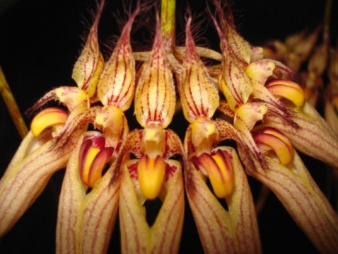 Bulbophyllum Louis Sander