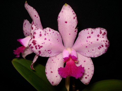 Cattleya amethystoglossa 'Guilherme Corigliano'