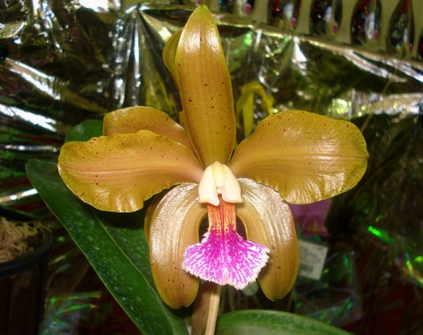 Cattleya granulosa 'Aniel'