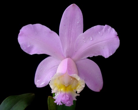 Cattleya Harrisoniana 'Afrodite'