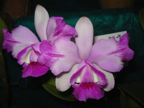 Cattleya intermedia var. flamea