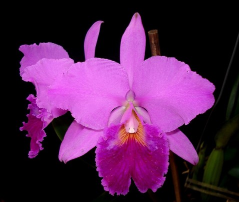 Cattleya labiata var. rubra.