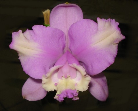 Cattleya loddigesii var. peloriada