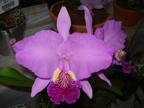 Cattleya lueddemanniana 'Poços de Caldas'.