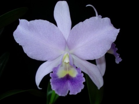 Cattleya Portia var. caerulea 'Baronesa'