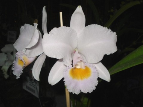 Cattleya schroederae.