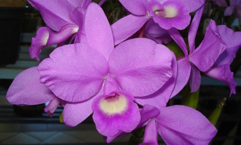 Cattleya skinneri 'Heiti Jacobs' FCC.AOS