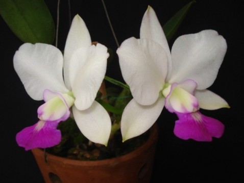 Cattleya walkeriana var. semialba 'Tokio nº 1' AM.AOS-SM.JOGA