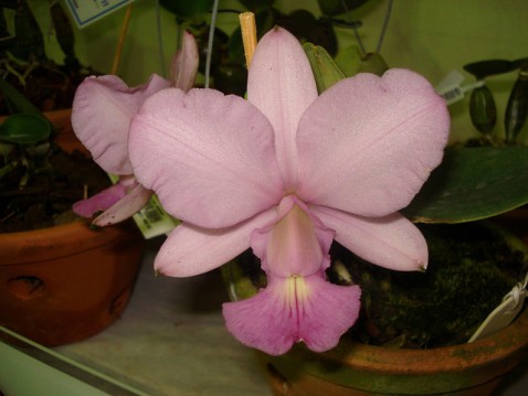 Cattleya walkeriana var. vinicolor 'Rainha do Vinhedo'