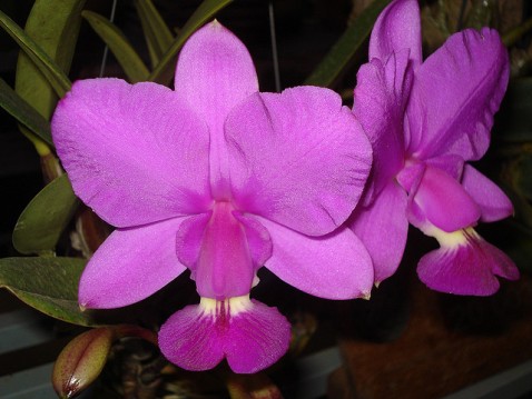 Cattleya walkeriana.