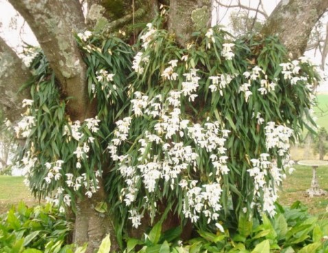 Coelogyne cristata.