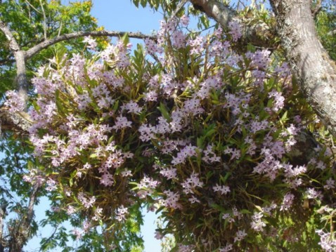 Dendrobium nobile