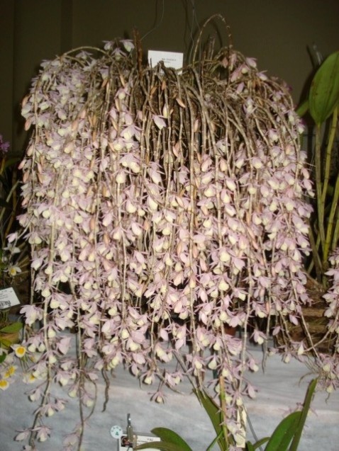 Dendrobium pierardii