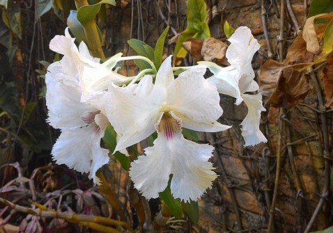 Dendrobium sanderae var. majus
