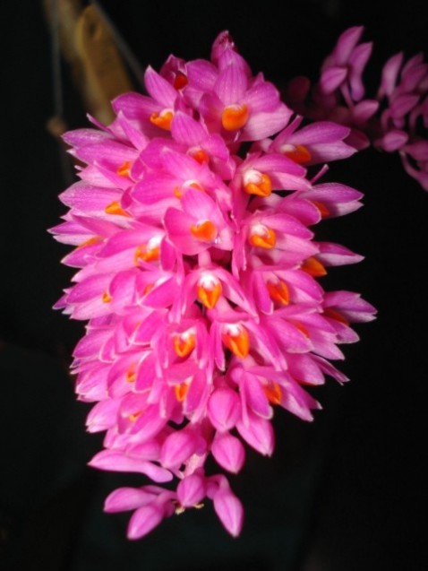 Dendrobium secundum.