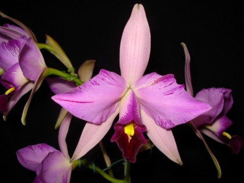 Laelia anceps lineata