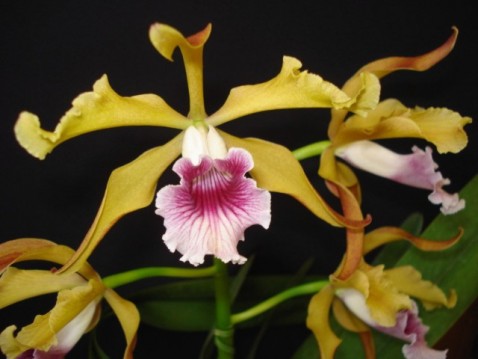 Laelia grandis