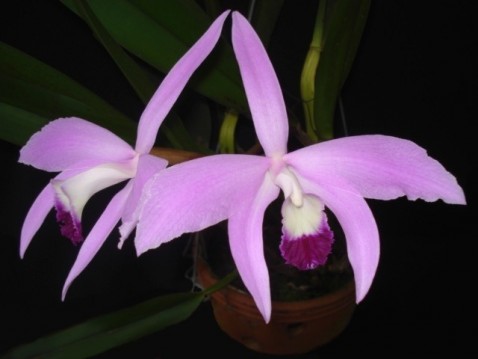 Laelia perrinii