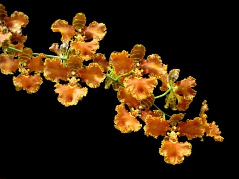 Oncidium forbesii