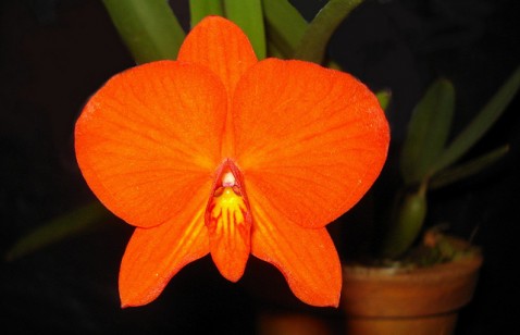 Sophronitis coccinea