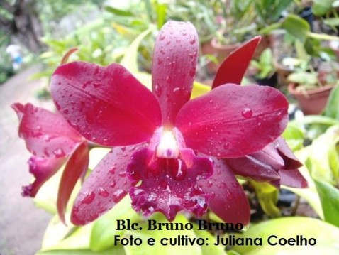 Blc. Nobile's Bruno Bruno