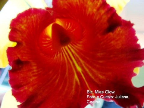 Blc. Mias Glow