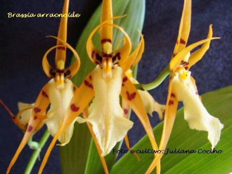 Brassia aracnoide