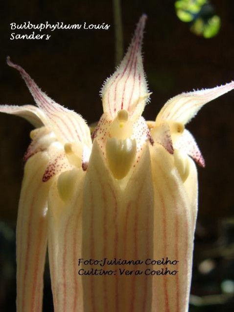 Bulbophyllum Louis Sander