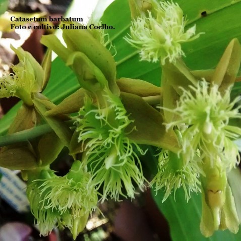 Catasetum barbatum