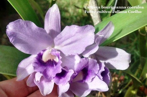 Cattleya bawringiana caerulea