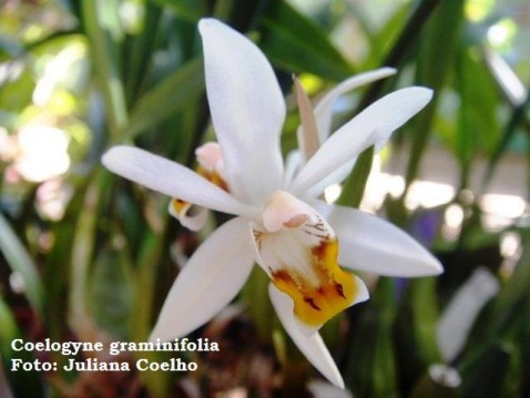 Coelogyne graminifolia