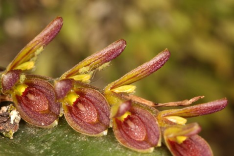 Acianthera macropoda