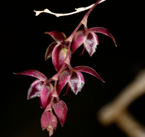 Acianthera purpureoviolacea