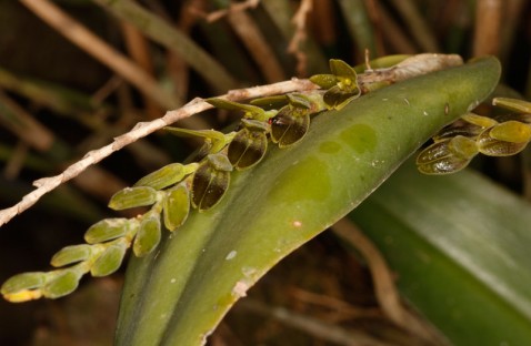 Acianthera saurocephala