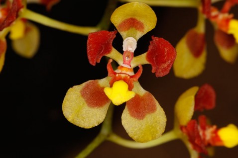 Baptistonia colorata