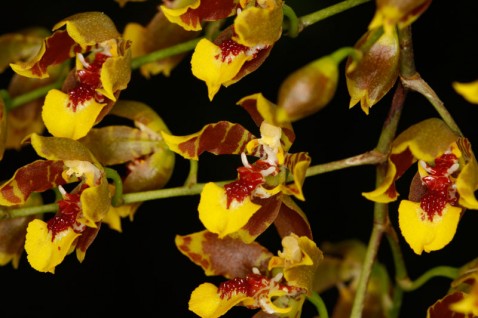 Baptistonia cruciata