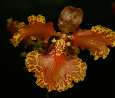 Brasilidium forbesii