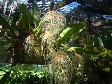 Bulbophyllum medusae