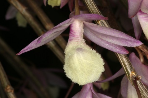 Dendrobium aphyllum